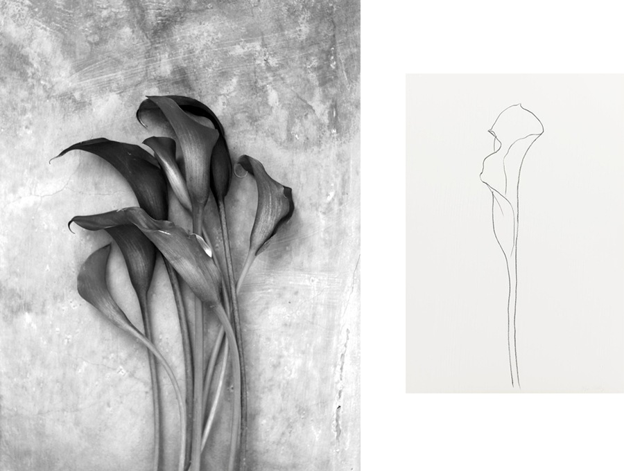 AMM blog | the creative process and drawing inspiration from the Calla Lily